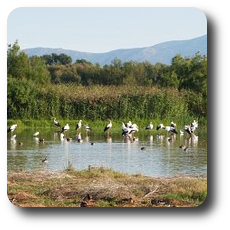 Aiguamolls de l'Empordà